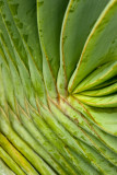 fan succulent -3.jpg