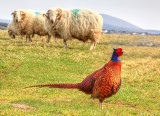 My Favourite Anglesey Pheasant