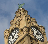 The Female Liver Bird