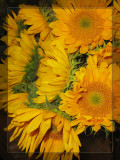 YELLOW:sunflowers