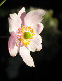 Pink Rose (Monterey)
