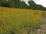 Roadside color - South Carolina