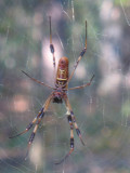 Spider in Sam Houston State Park