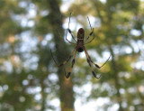 Spider in Sam Houston State Park