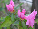 Front-Spring Azalea