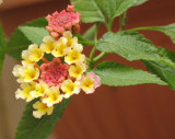 Patio-Lantana