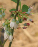 blueberry blossums.jpg