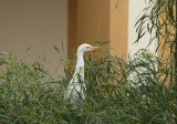 Kohger/Cattle Egrett