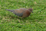 Palmduva/Laughing Dove