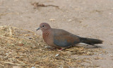 Palmduva/Laughing Dove