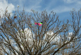 First Kite Fatality of 2009