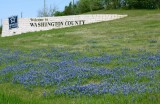 Bluebonnets Along Hwy 290