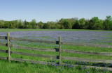 Blue Field Along the Texas Independence Trail