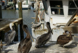 Pelicans and Fishing Boats
