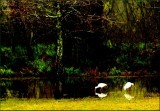 Ibis