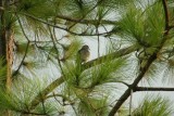 My Yard Doves Love the Pine Tree