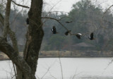 Foggy Dawn Ducks