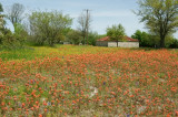 Indian Paintbrush