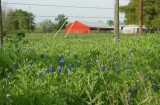 Red White & Blue Texas Landscape