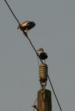 PLAYING WITH ELECTRICITY