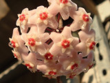 Hoya Glistens