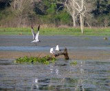 Gulls  - ie Flying Rats