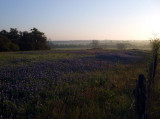 Daybreak Bluebonnets