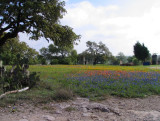 Wildflowers and Cactus 