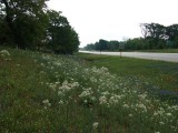 Roadside Wildflowers