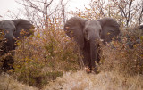 wild elephants*