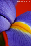 Easter Macro Flowers 2009