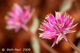 Macro - Twin Pink Flowers