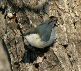 Pygmy Nuthatch