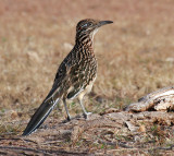 Greater Roadrunner