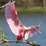 Roseate Spoonbill