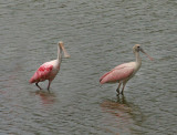 Roseate Spoonbills