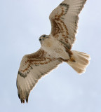 Ferruginous Hawk