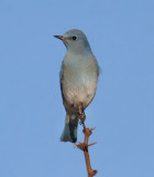 Mountain Bluebird