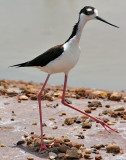 Black-necked Stilt