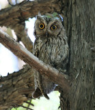 Western Screech-Owl