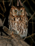 Eastern x Western Screech-Owl hybrid