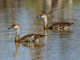 West Indian Whistling-Ducks
