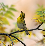 Townsends Warbler