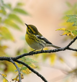 Townsends Warbler