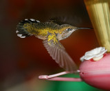 Calliope Hummingbird