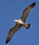 Herring Gull