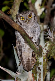 Tropical Screech-Owl