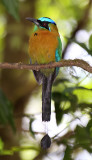 Blue-crowned Motmot