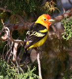 Western Tanager