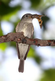 Eastern Wood-Pewee